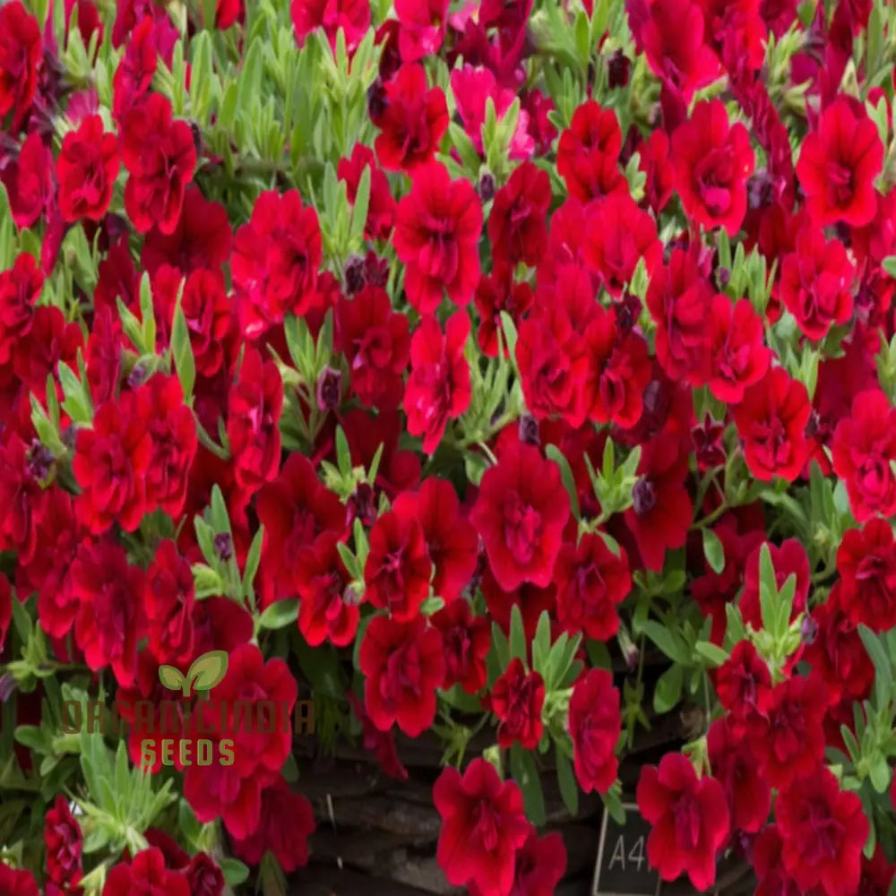 Radiant Red Calibrachoa Flower Seeds Await Your Planting Annuals