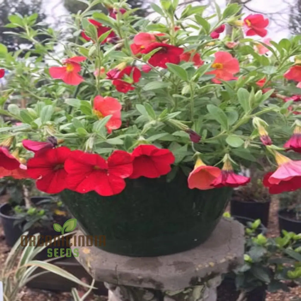 Radiant Red Calibrachoa Flower Seeds Await Your Planting Annuals