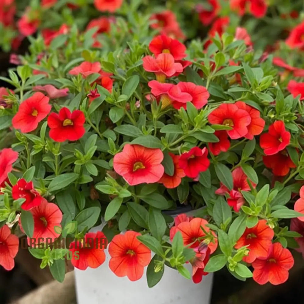 Radiant Red Calibrachoa Flower Seeds Await Your Planting Annuals