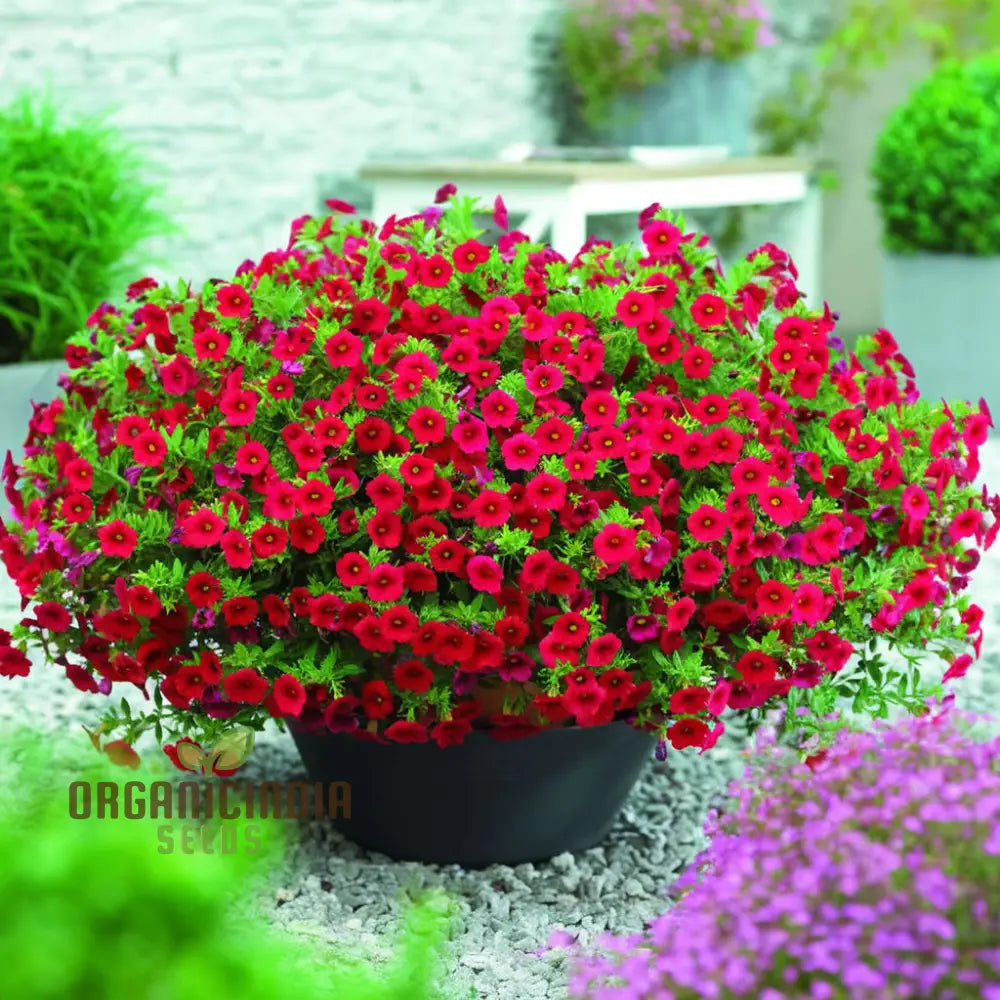 Radiant Red Calibrachoa Flower Seeds Await Your Planting Annuals