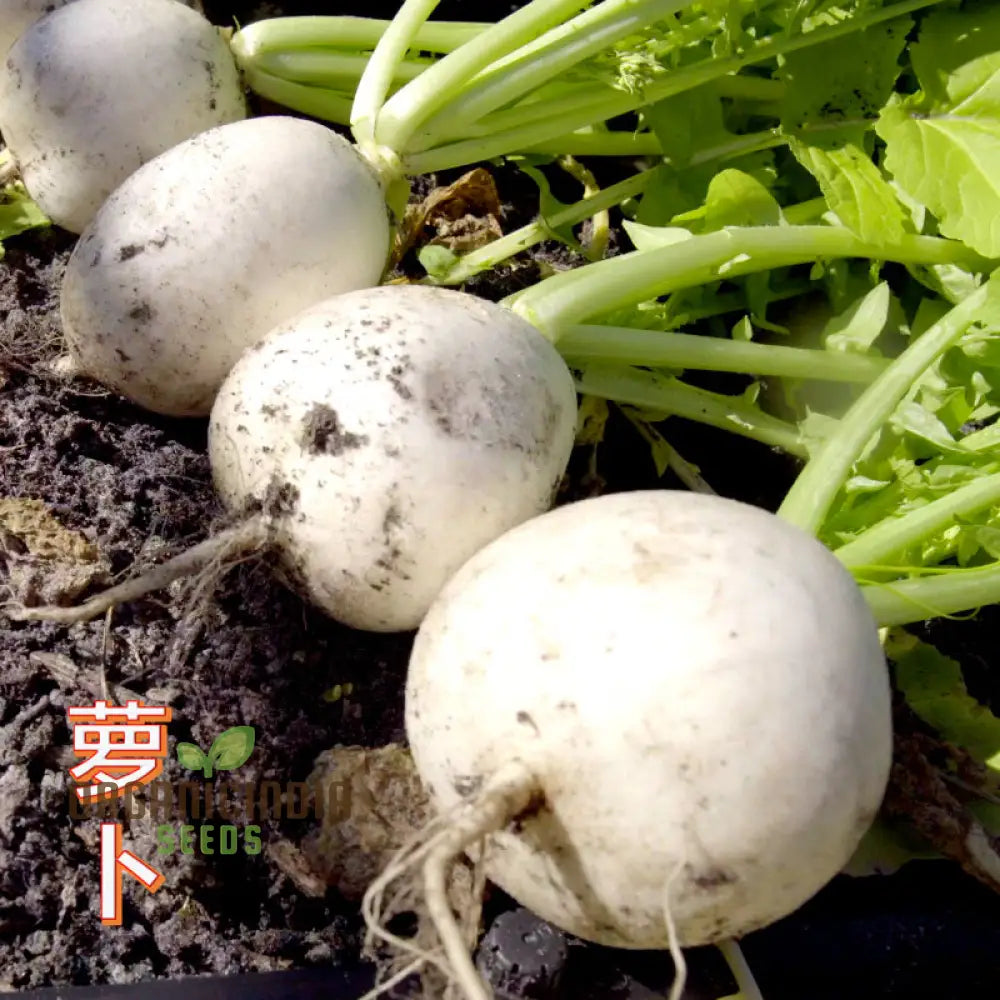 Radish Albena Seeds For Planting - Premium Quality Gardening Enthusiasts | Buy Organic Online