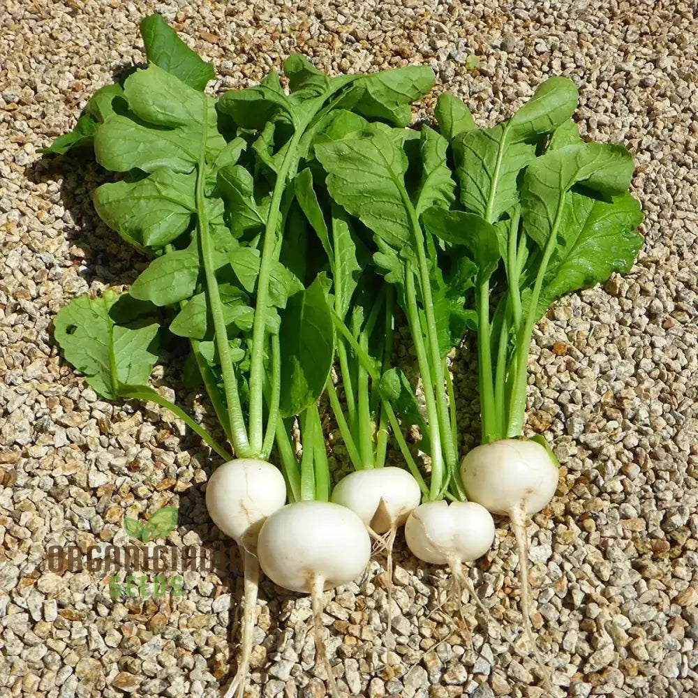 Radish Albena Seeds For Planting - Premium Quality Gardening Enthusiasts | Buy Organic Online