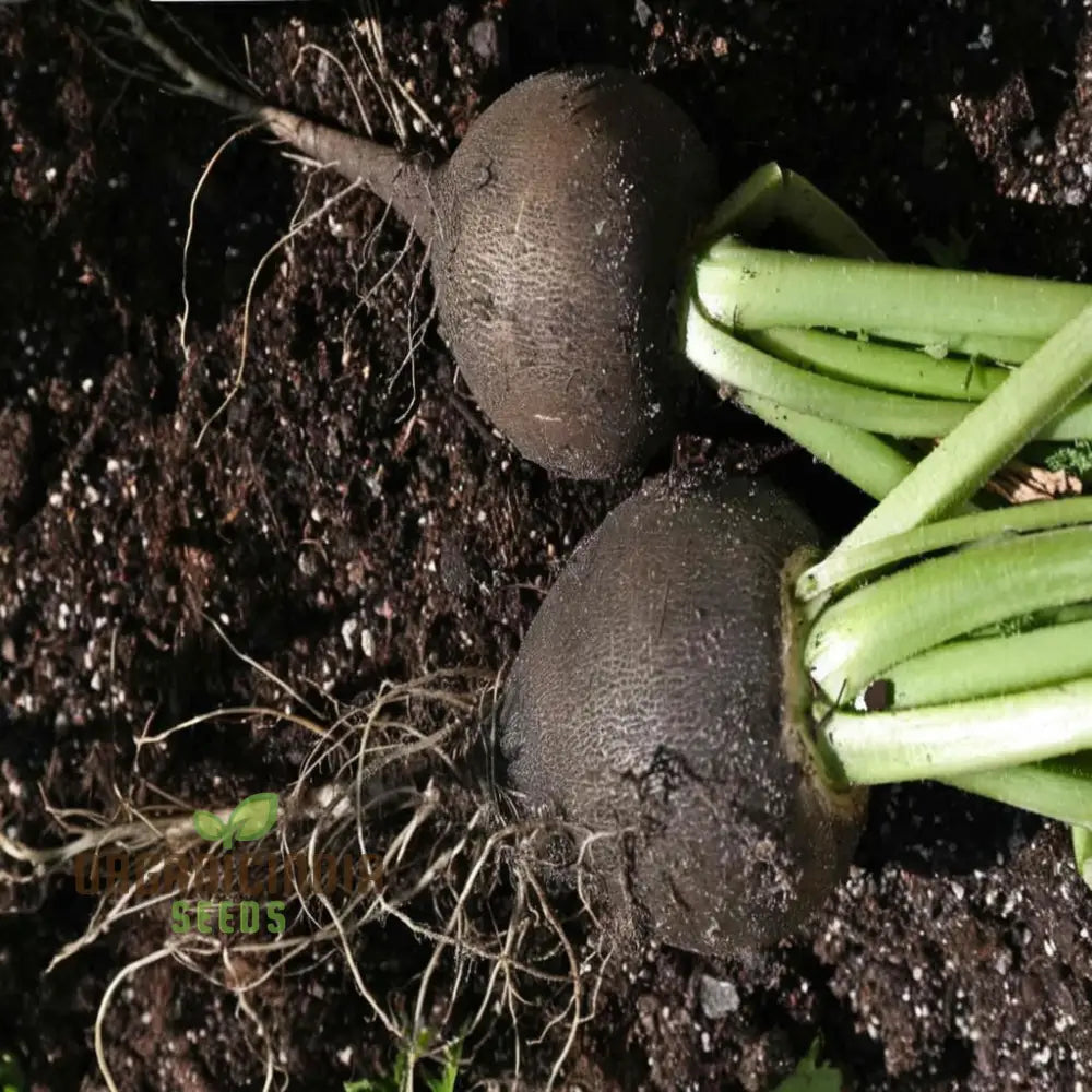 Radish Black Round Seeds For Optimal Vegetable Planting And Gardening