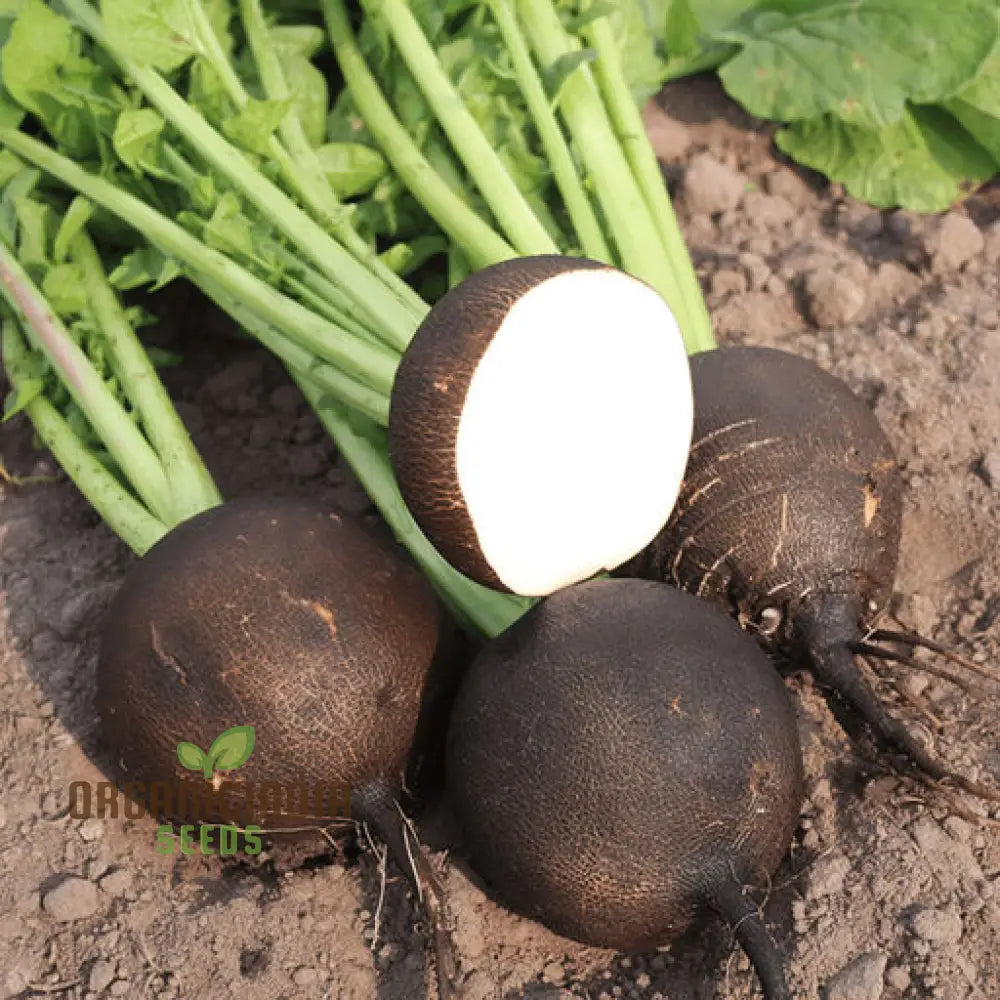 Radish Black Round Seeds For Optimal Vegetable Planting And Gardening