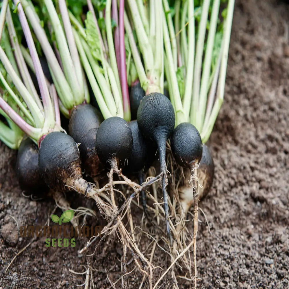 Radish Black Round Seeds For Optimal Vegetable Planting And Gardening