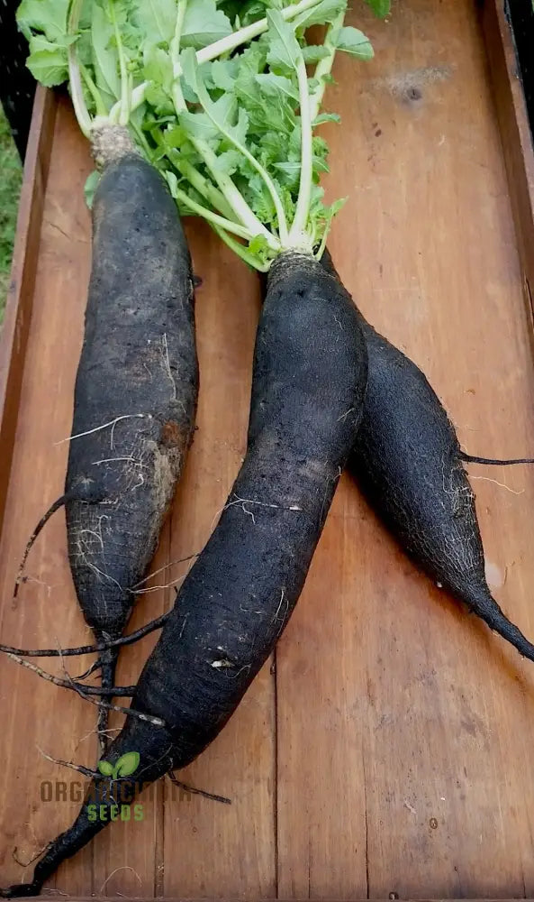 Radish - Black Spanish Long Vegetable Seeds For Planting Unique Long-Rooted Radishes Your Garden