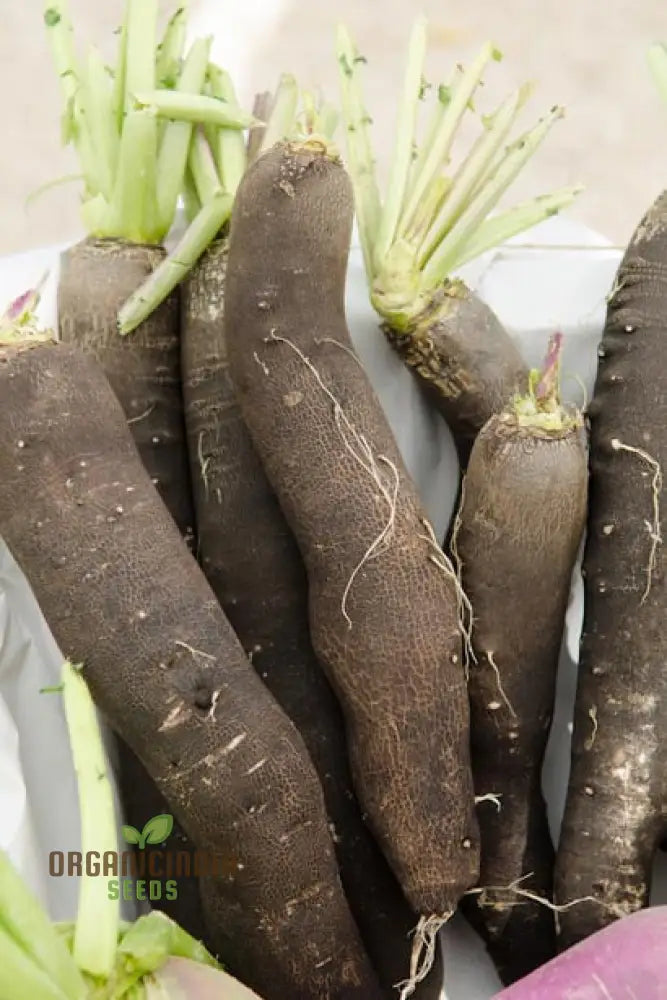 Radish - Black Spanish Long Vegetable Seeds For Planting Unique Long-Rooted Radishes Your Garden