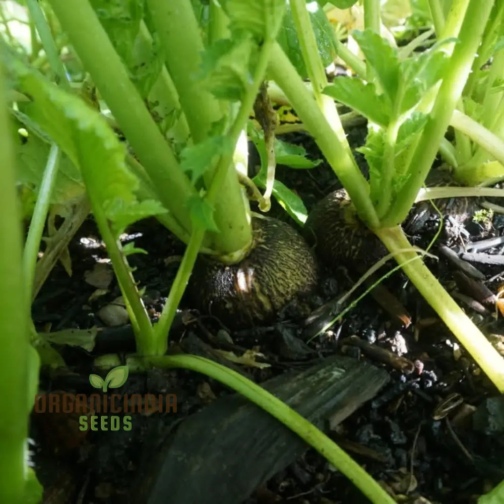 Radish - Black Spanish Long Vegetable Seeds For Planting Unique Long-Rooted Radishes Your Garden