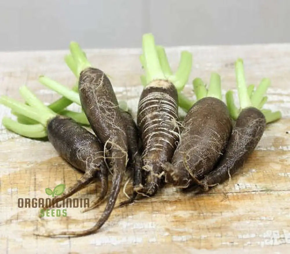 Radish - Black Spanish Long Vegetable Seeds For Planting Unique Long-Rooted Radishes Your Garden