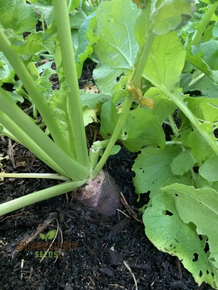 Radish - Black Spanish Long Vegetable Seeds For Planting Unique Long-Rooted Radishes Your Garden