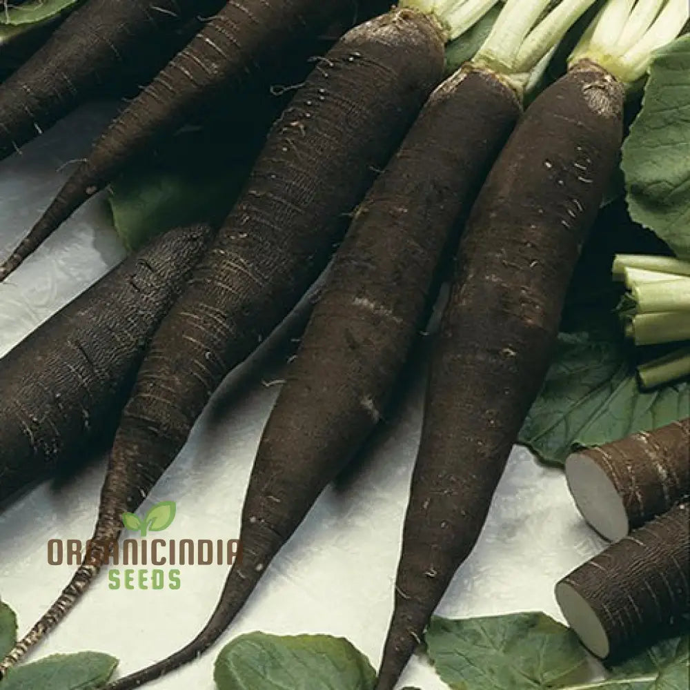 Radish - Black Spanish Long Vegetable Seeds For Planting Unique Long-Rooted Radishes Your Garden