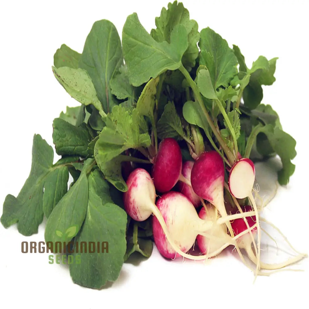 Radish Globe Sparkler Vegetable Seeds Top-Quality Fast Growing Crisp & Flavorful Perfect For Gardens