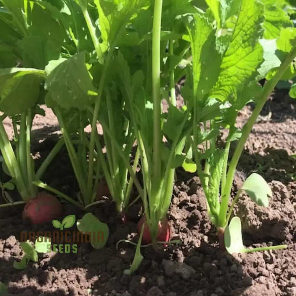 Radish Globe Sparkler Vegetable Seeds Top-Quality Fast Growing Crisp & Flavorful Perfect For Gardens