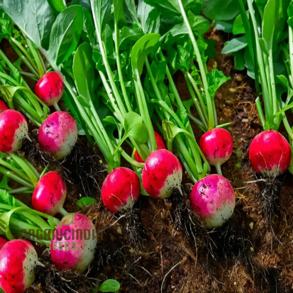 Radish Globe Sparkler Vegetable Seeds Top-Quality Fast Growing Crisp & Flavorful Perfect For Gardens