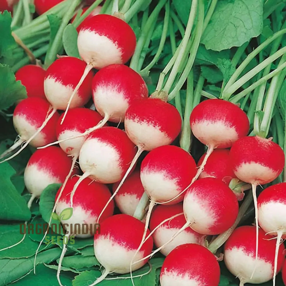 Radish Globe Sparkler Vegetable Seeds Top-Quality Fast Growing Crisp & Flavorful Perfect For Gardens