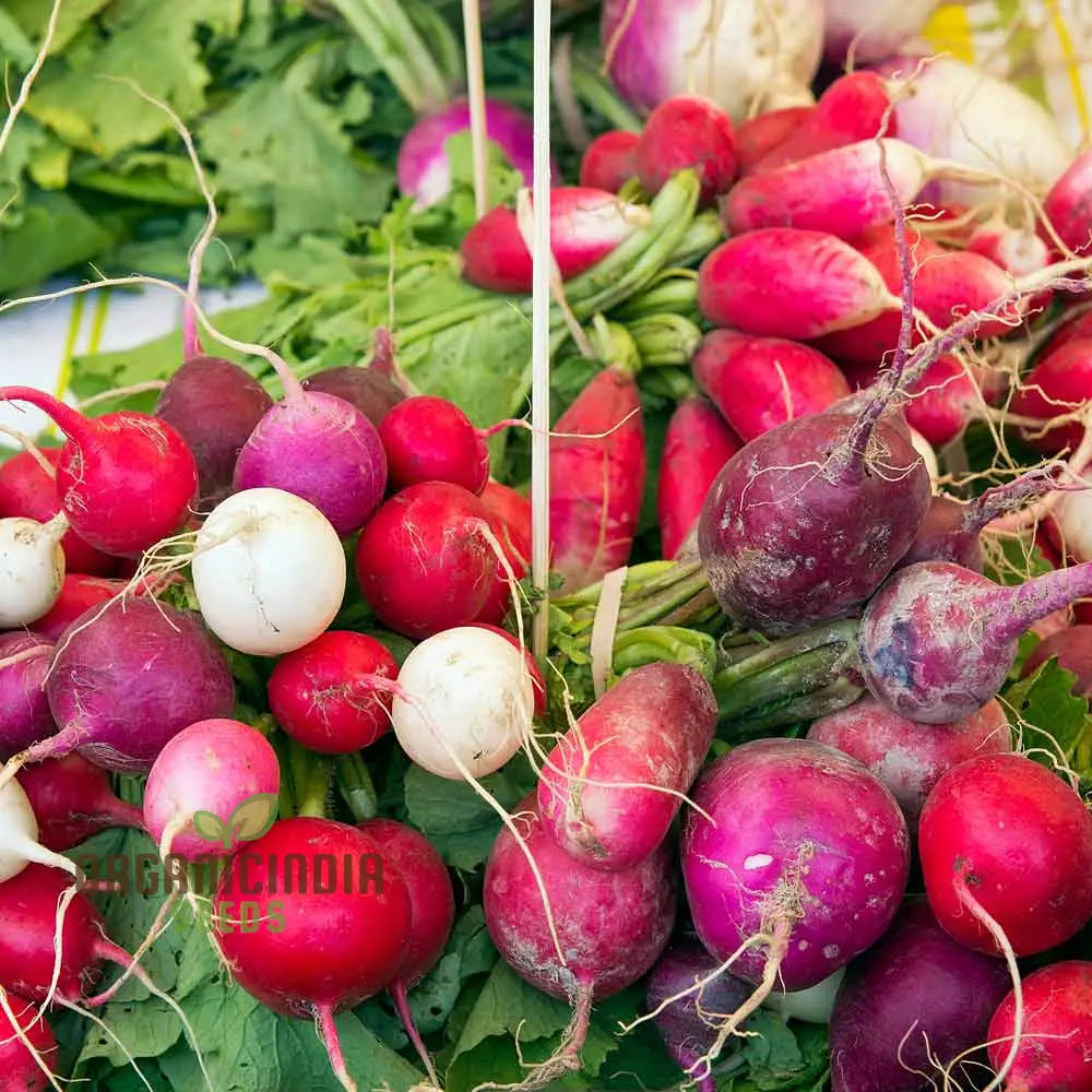 Radish - Heirloom Mix Seeds For Planting Premium Collection For Your Garden