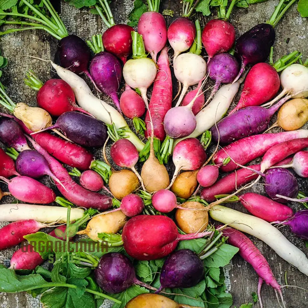 Radish - Heirloom Mix Seeds For Planting Premium Collection For Your Garden