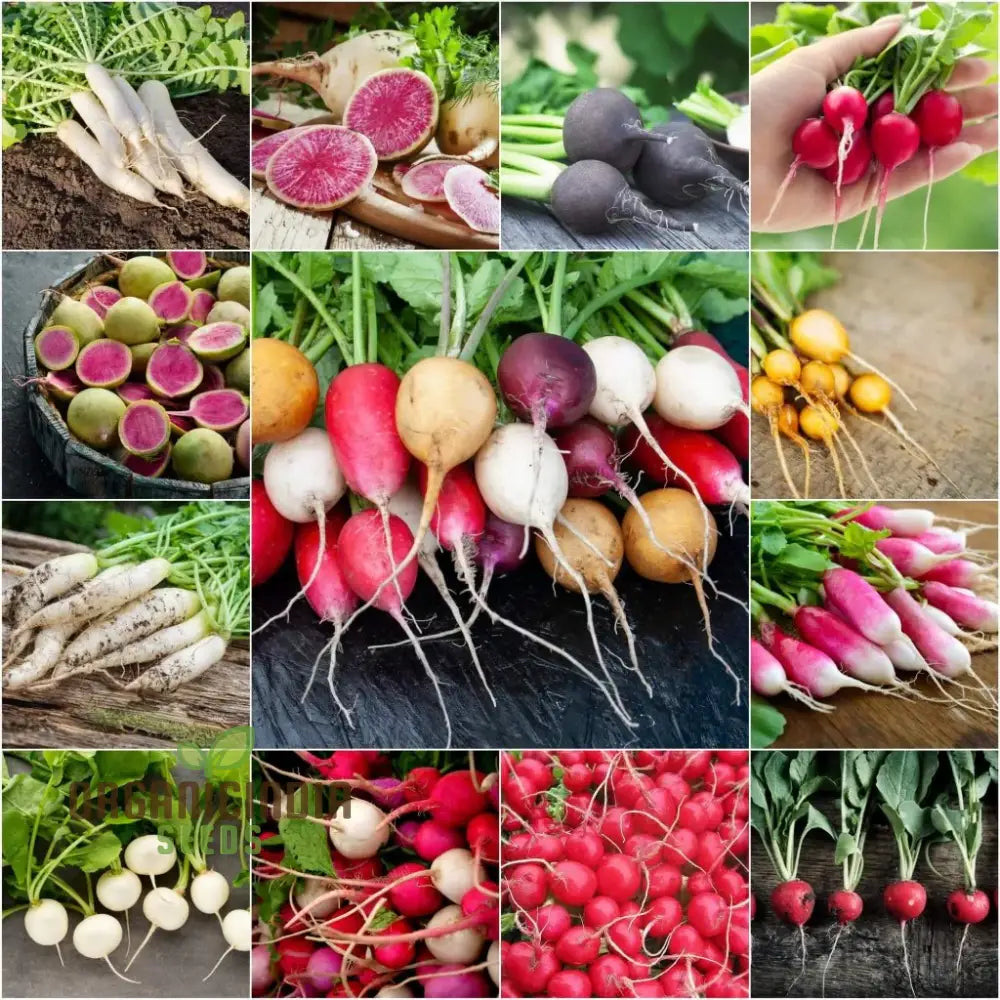 Radish - Heirloom Mix Seeds For Planting Premium Collection For Your Garden