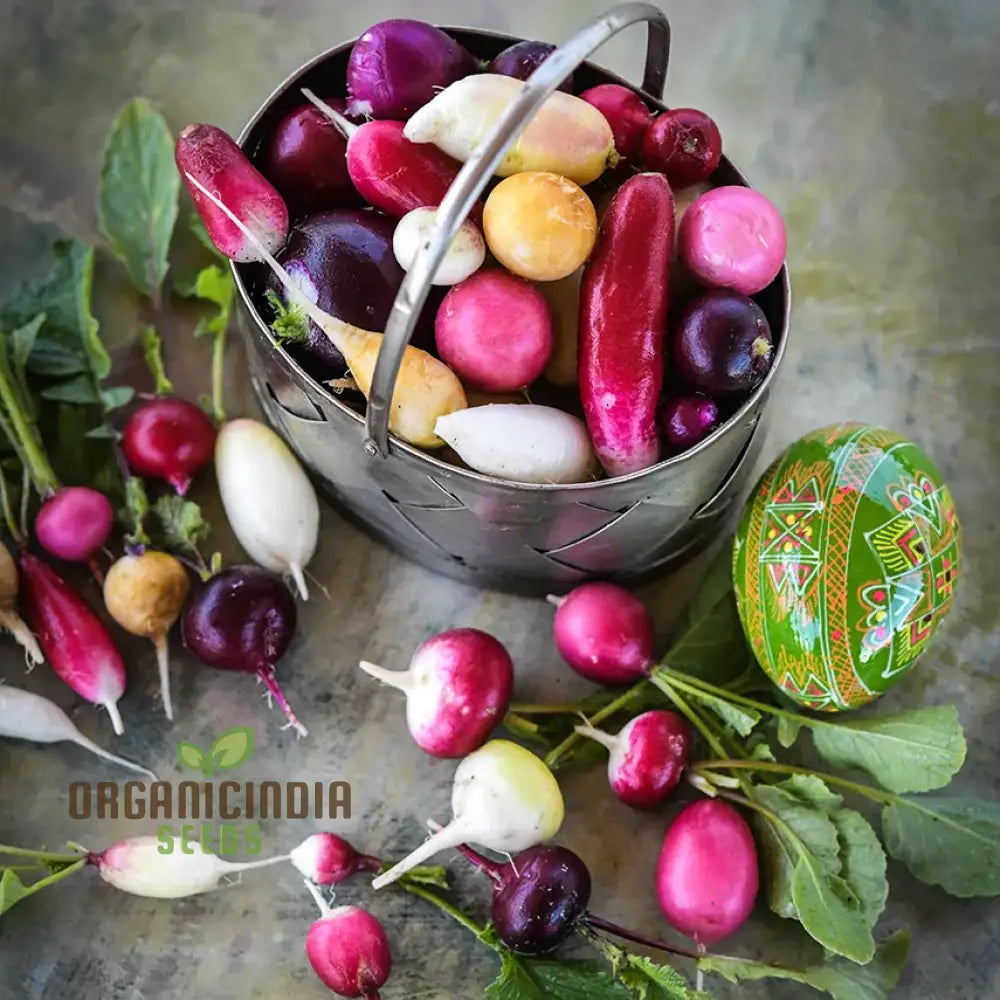 Radish - Heirloom Mix Seeds For Planting Premium Collection For Your Garden