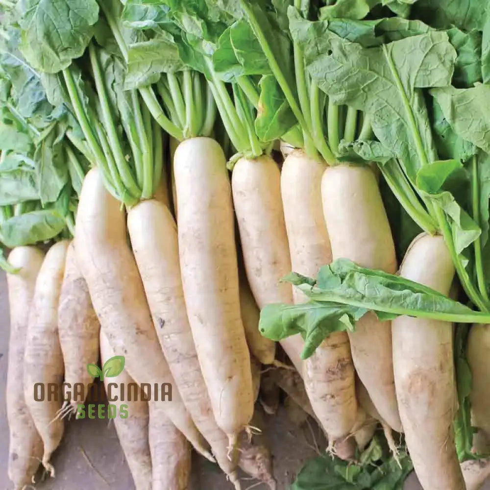 Radish Icicle Seeds For Planting - Premium Quality Gardening Enthusiasts