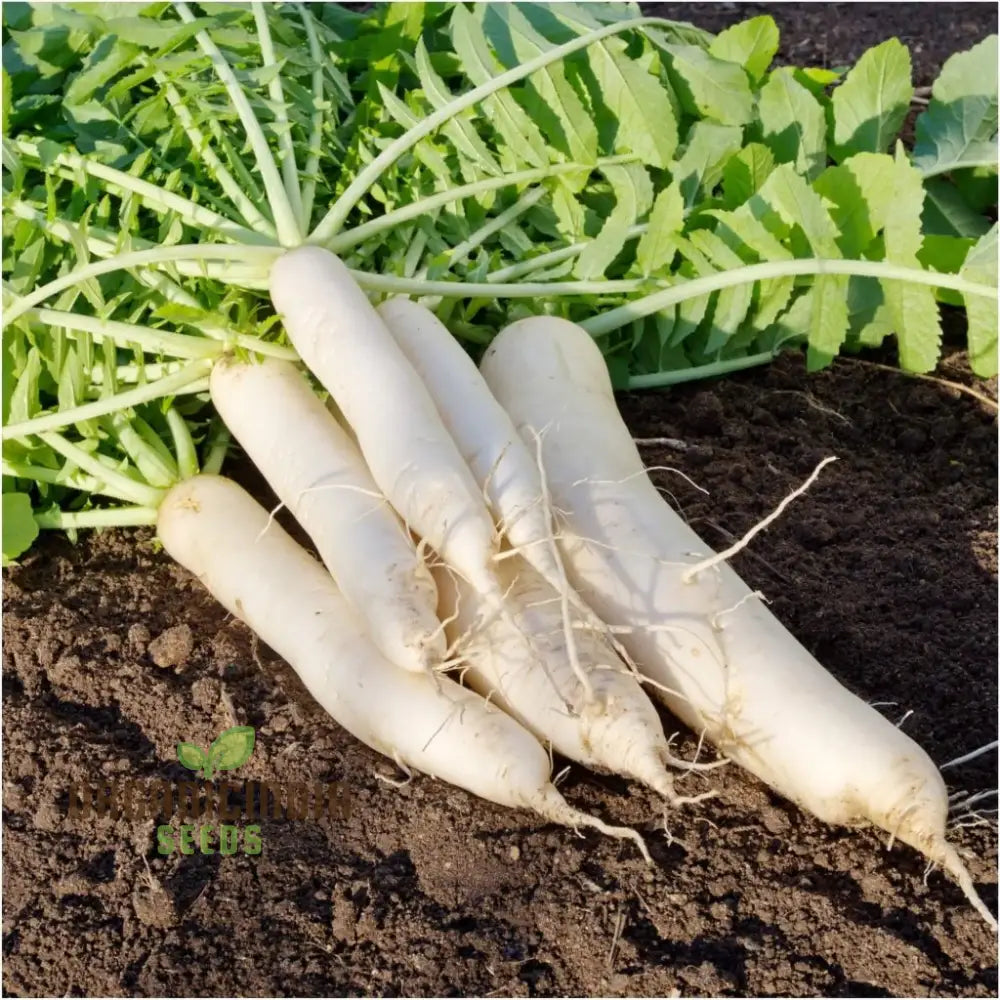 Radish Icicle Seeds For Planting - Premium Quality Gardening Enthusiasts