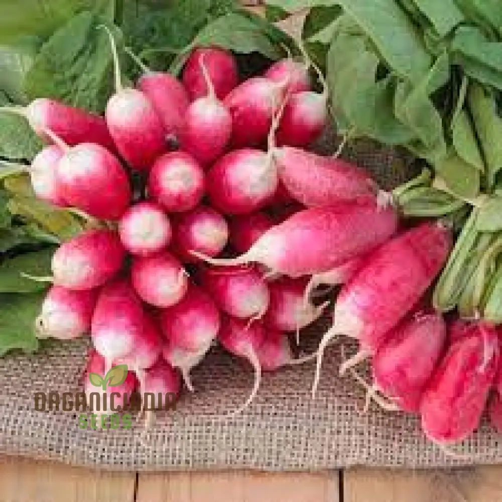 Radish Logo F1 Seeds For Gardening - Premium Quality Your Garden