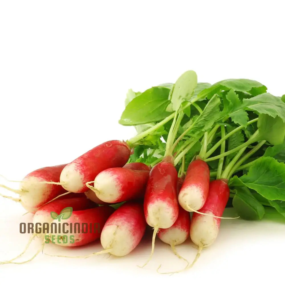 Radish Logo F1 Seeds For Gardening - Premium Quality Your Garden