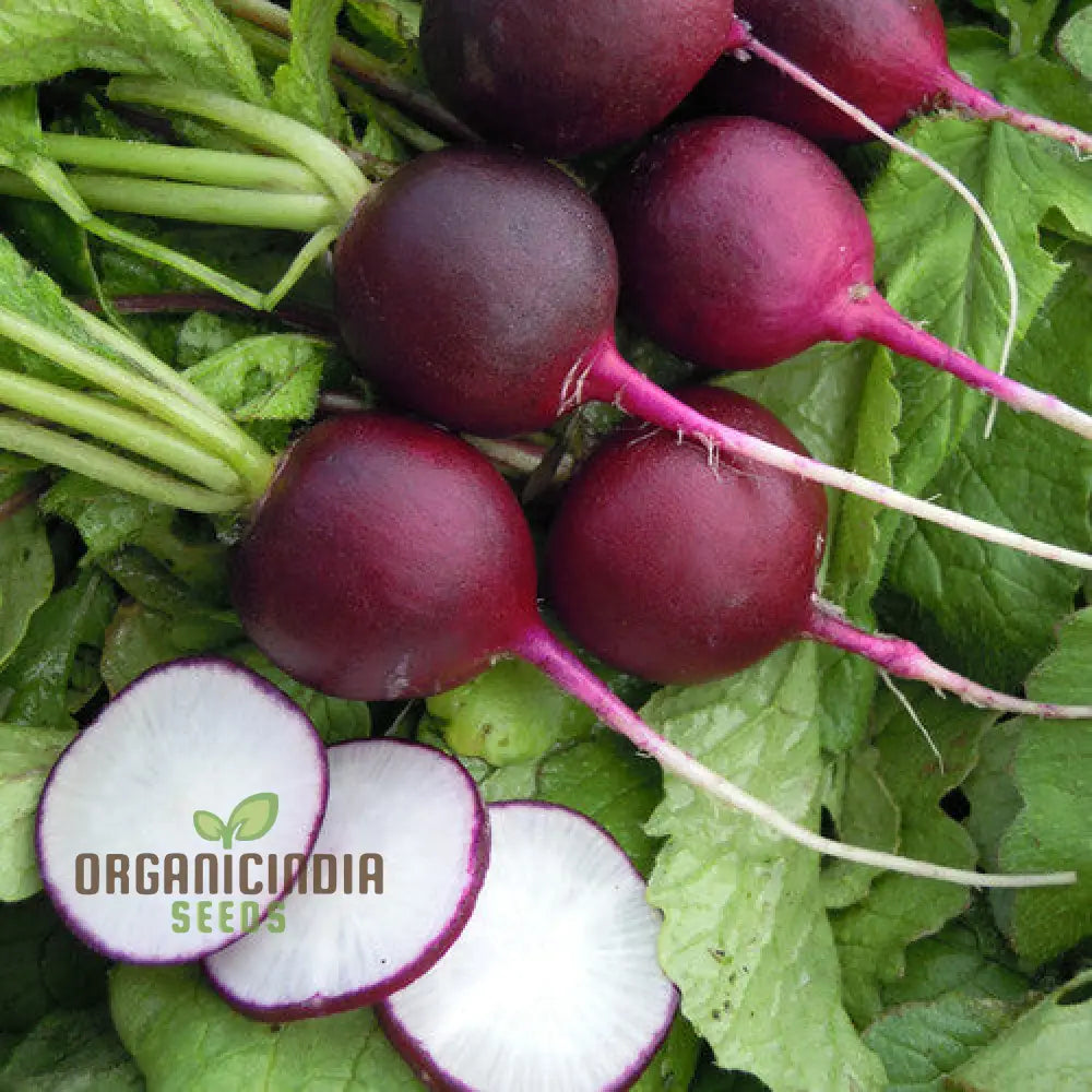 Radish Malaga Violet Seeds For Planting Your Gardening Needs