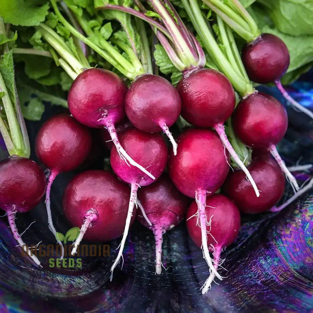 Radish Malaga Violet Seeds For Planting Your Gardening Needs