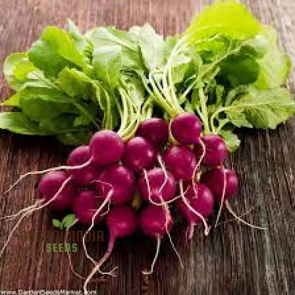 Radish Malaga Violet Seeds For Planting Your Gardening Needs