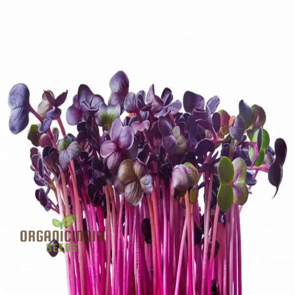 Radish Sango Red Microgreen Seeds - Vibrant And Nutritious Additions To Your Garden