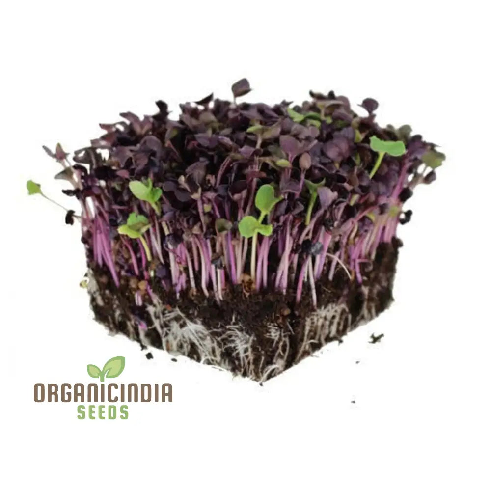 Radish Sango Red Microgreen Seeds - Vibrant And Nutritious Additions To Your Garden