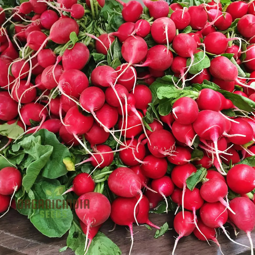 Radish Saxa 2 Vegetable Seeds High-Quality Fast Growing Heirloom Variety Ideal For Home Gardens