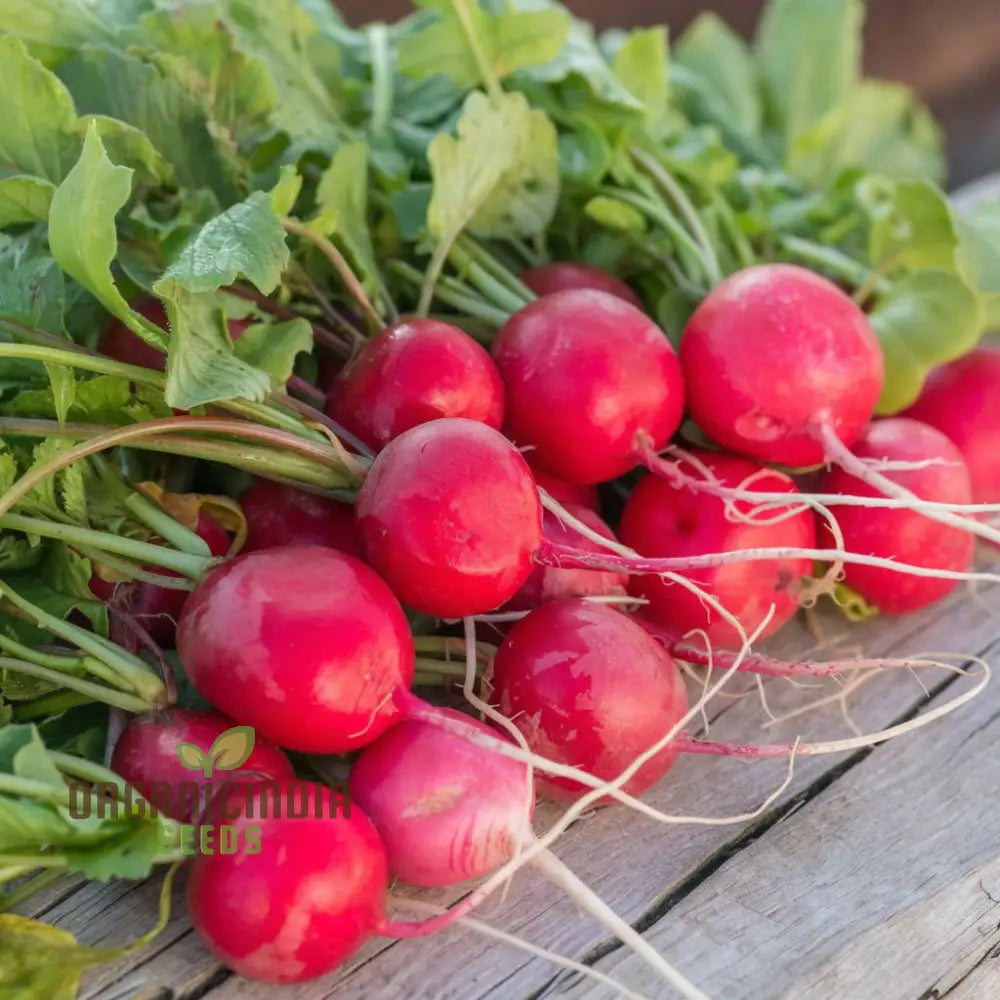 Radish Saxa 2 Vegetable Seeds High-Quality Fast Growing Heirloom Variety Ideal For Home Gardens