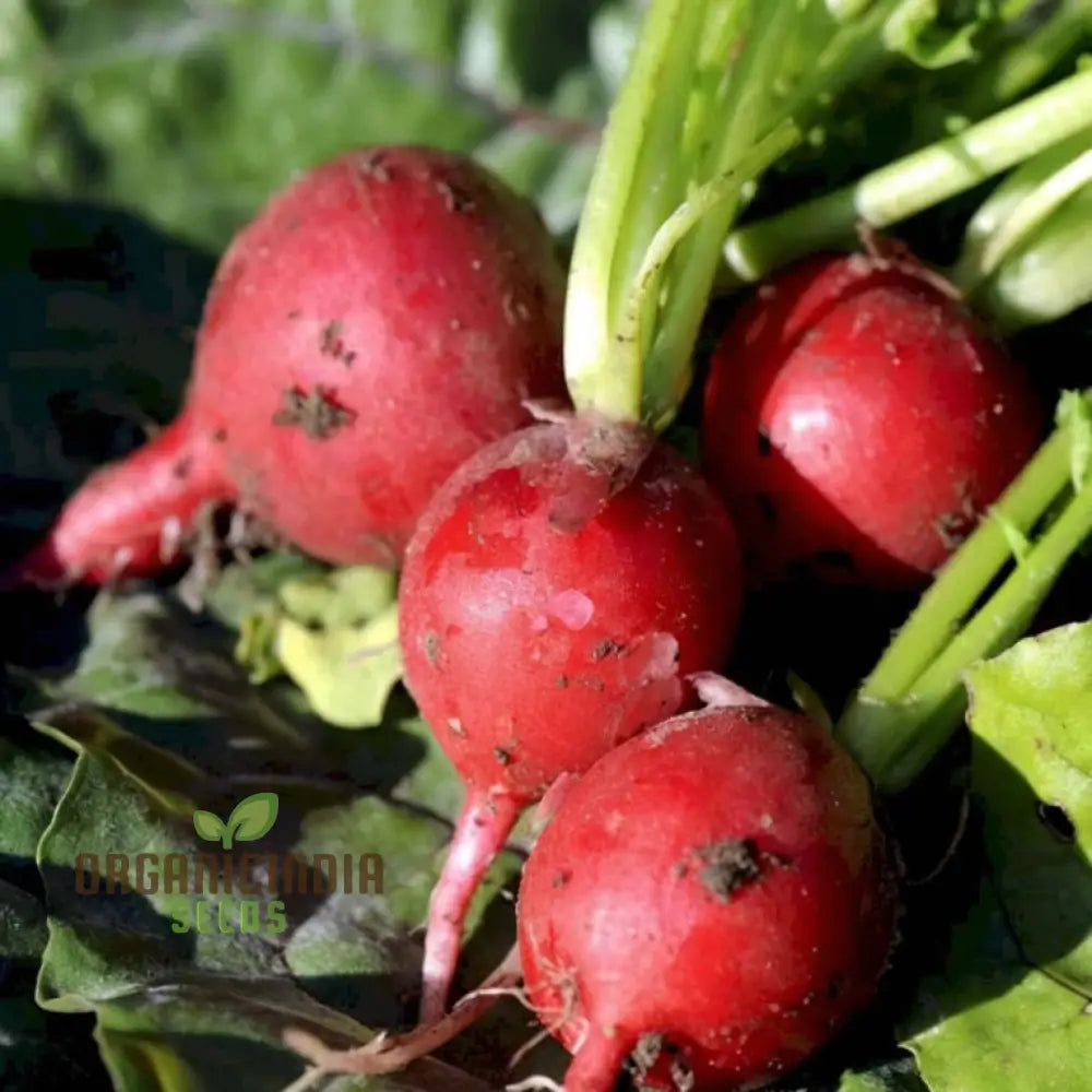 Radish Saxa 2 Vegetable Seeds High-Quality Fast Growing Heirloom Variety Ideal For Home Gardens