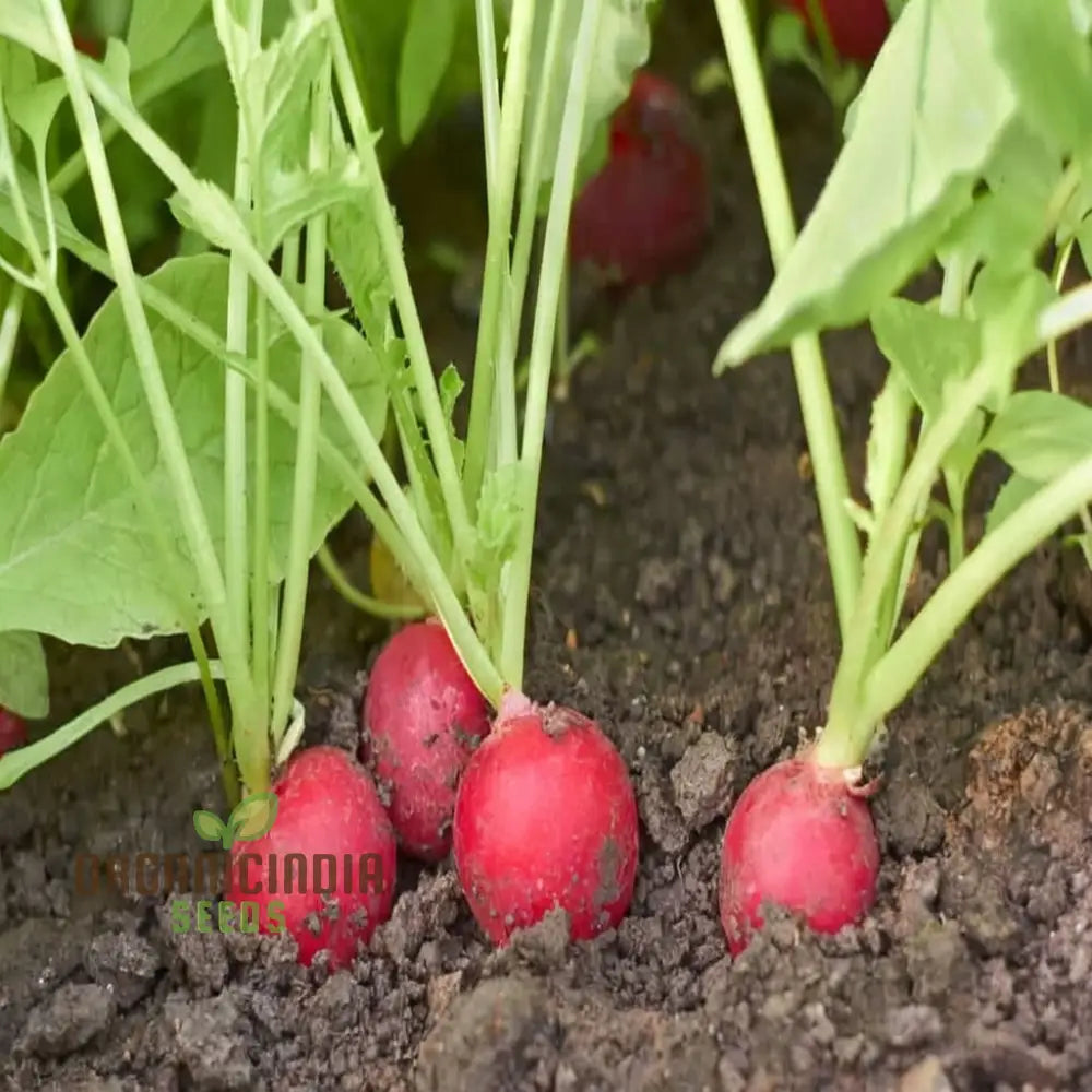 Radish Saxa 2 Vegetable Seeds High-Quality Fast Growing Heirloom Variety Ideal For Home Gardens