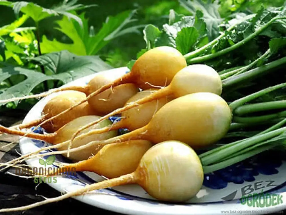 Radish Zlata Seeds For Planting Your Gardening Needs | Buy Online