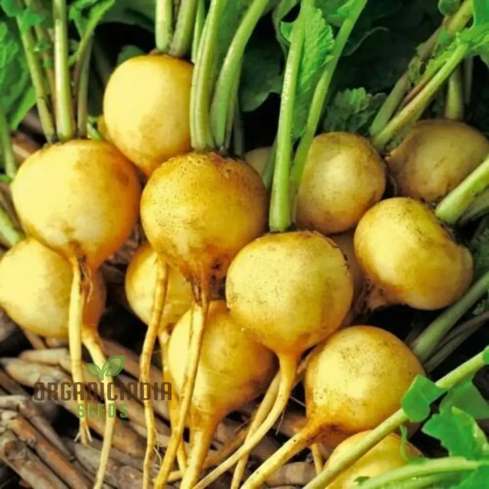 Radish Zlata Seeds For Planting Your Gardening Needs | Buy Online