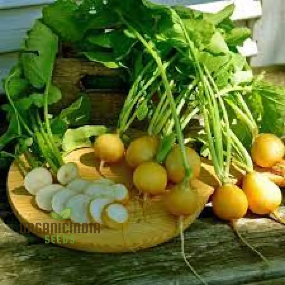 Radish Zlata Seeds For Planting Your Gardening Needs | Buy Online