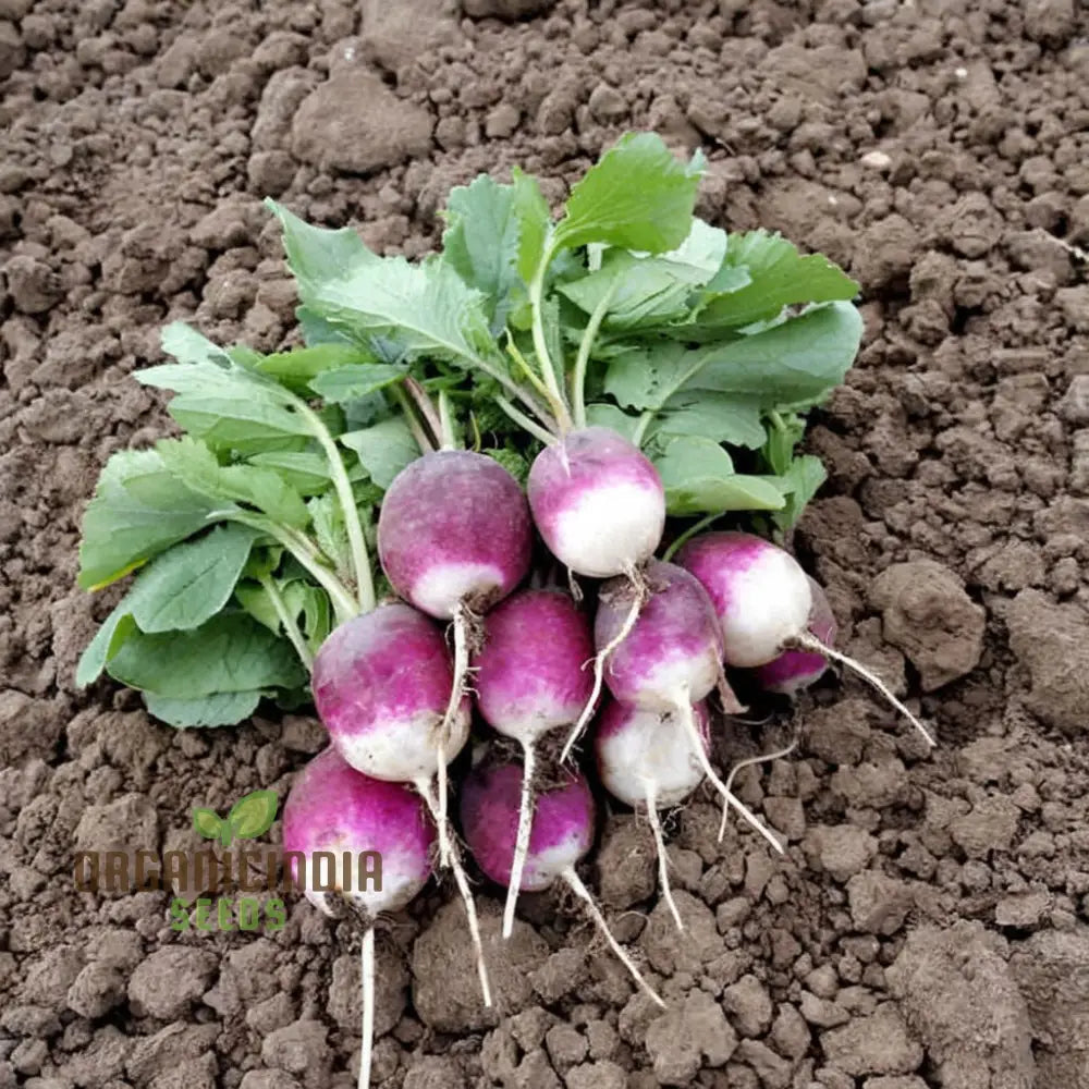 Radishes With Diana Seeds – Enhance Your Gardening Experience High-Quality For Bountiful Harvests