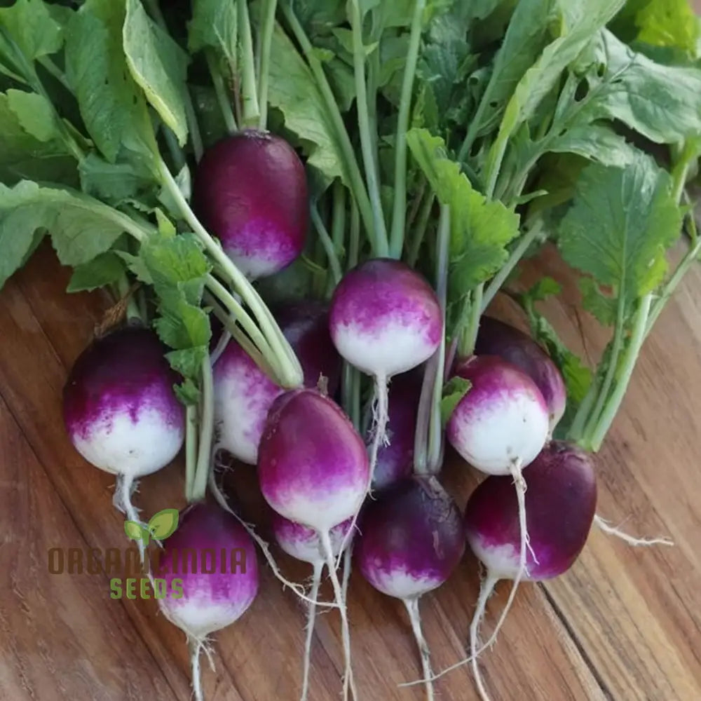 Radishes With Diana Seeds – Enhance Your Gardening Experience High-Quality For Bountiful Harvests