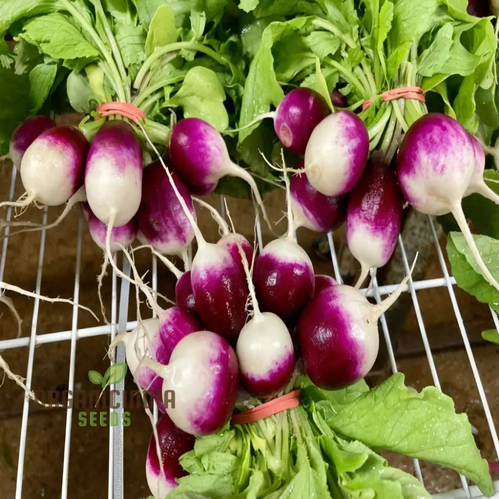 Radishes With Diana Seeds – Enhance Your Gardening Experience High-Quality For Bountiful Harvests