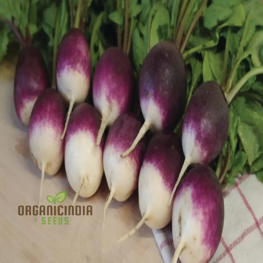 Radishes With Diana Seeds – Enhance Your Gardening Experience High-Quality For Bountiful Harvests