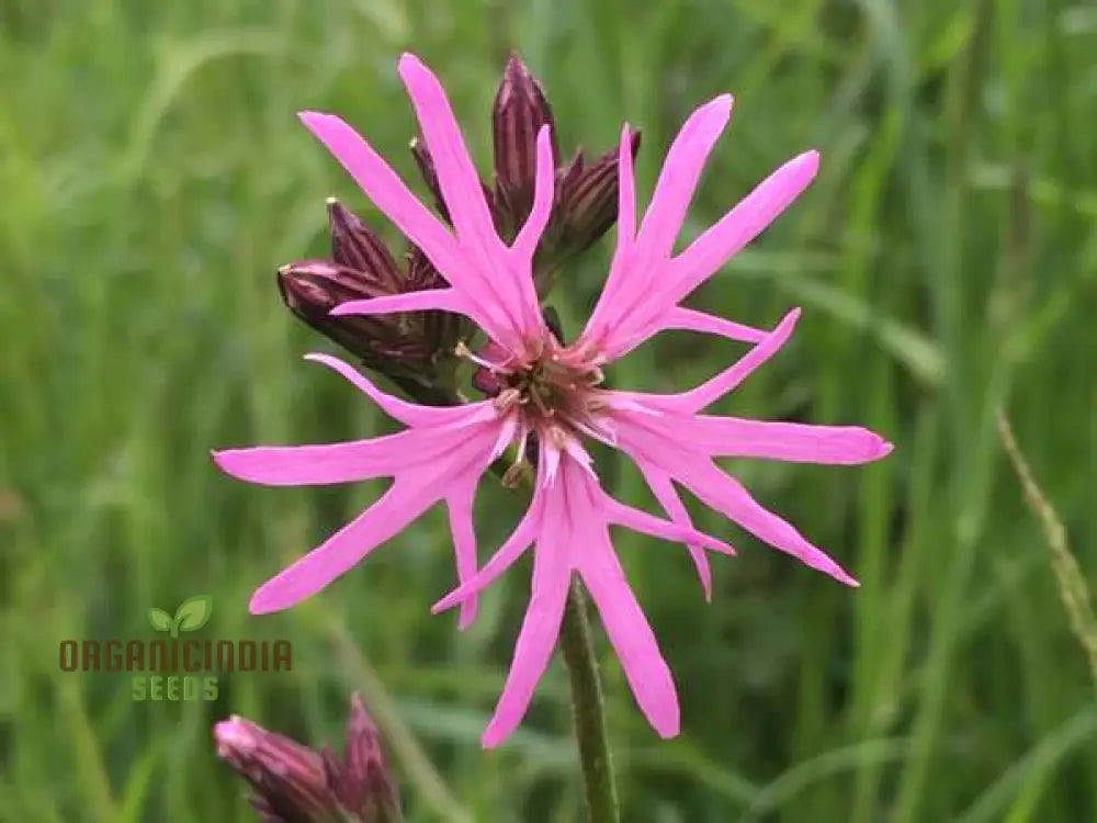 Ragged Robin Flower Seeds For Planting: Your Botanical Haven For Gardening Enthusiasts Seeking