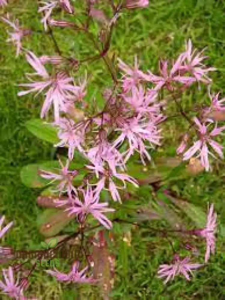 Ragged Robin Flower Seeds For Planting: Your Botanical Haven For Gardening Enthusiasts Seeking