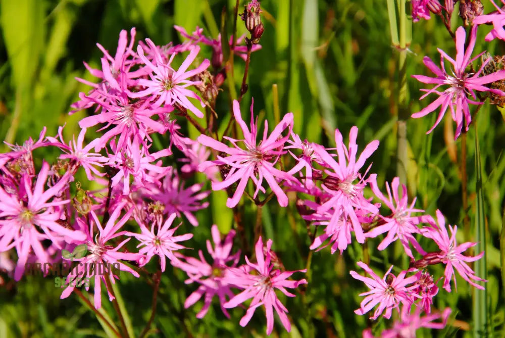 Ragged Robin Flower Seeds For Planting: Your Botanical Haven For Gardening Enthusiasts Seeking