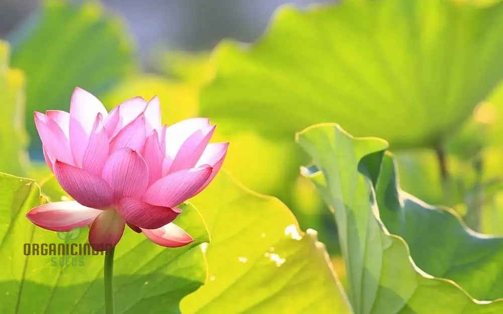 Rainbow Bowl Lotus Aquatic Flower Seeds | Vibrant Multi-Color Blooms For Your Garden Pond Premium