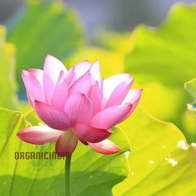 Rainbow Bowl Lotus Aquatic Flower Seeds | Vibrant Multi-Color Blooms For Your Garden Pond Premium