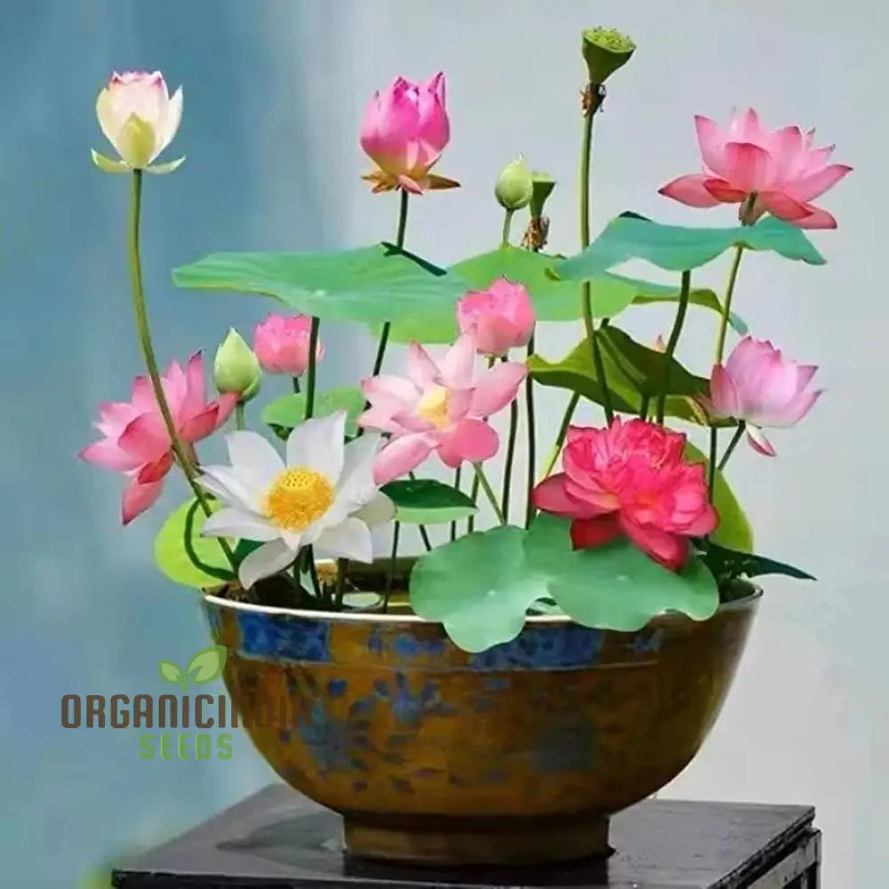 Rainbow Bowl Lotus Aquatic Flower Seeds | Vibrant Multi-Color Blooms For Your Garden Pond Premium