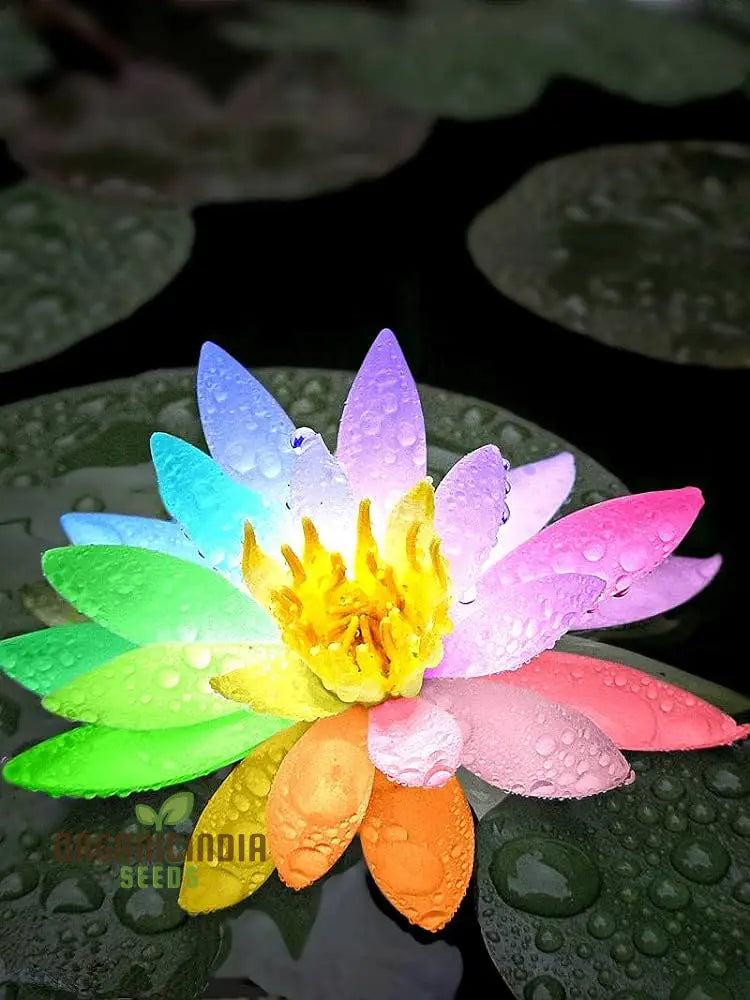 Rainbow Bowl Lotus Aquatic Flower Seeds | Vibrant Multi-Color Blooms For Your Garden Pond Premium